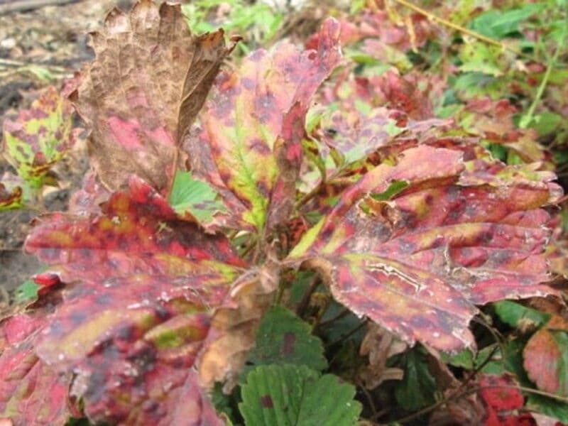 Пятна на листьях клубники - чем лечить пятнистость клубники, меры профилактики